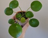 Pilea peperomioides - Chinese Money Plant