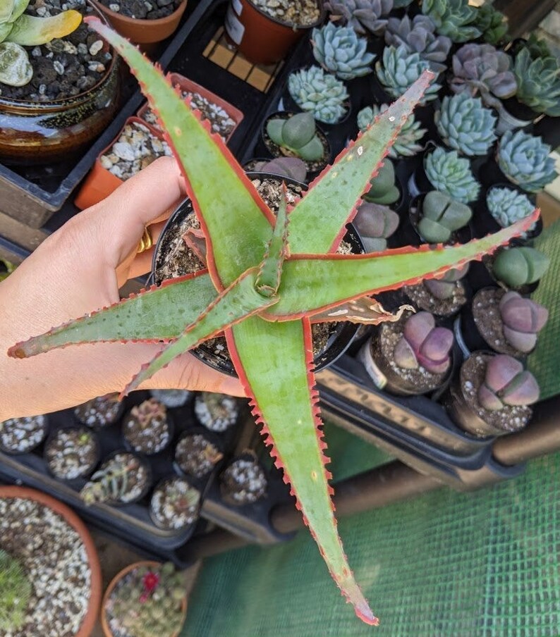 Aloe Swordfish Kelly Griffin Hybrid Growing in Etsy