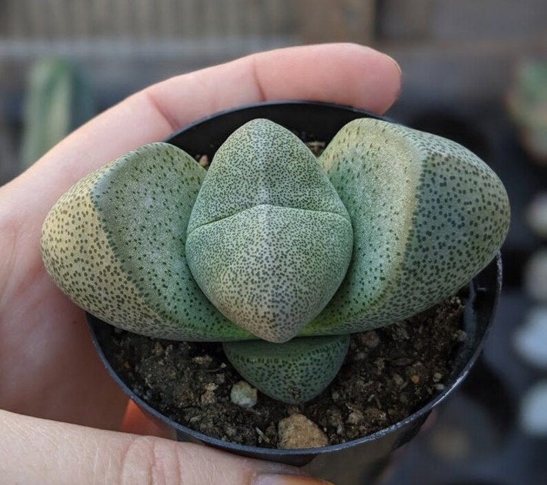 Pleiospilos nelii Split Rock Succulent | Etsy