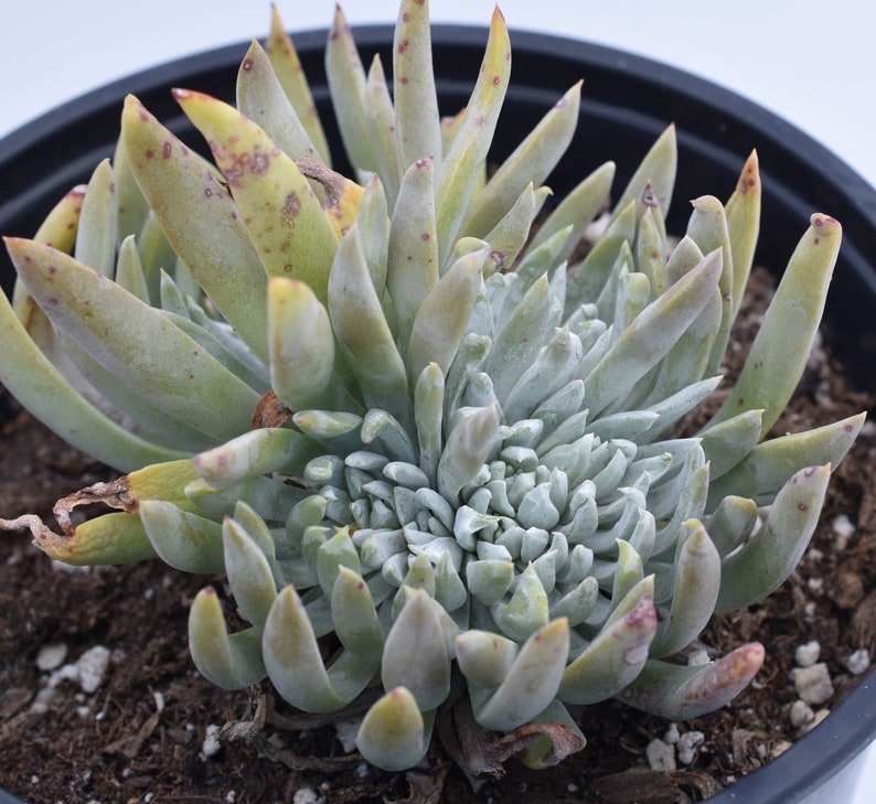 Can Plants Live Forever Plant Ideas