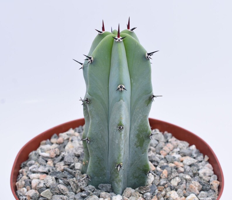 Blue Candle Cactus 2 SIZES Myrtillocactus geometrizans Etsy