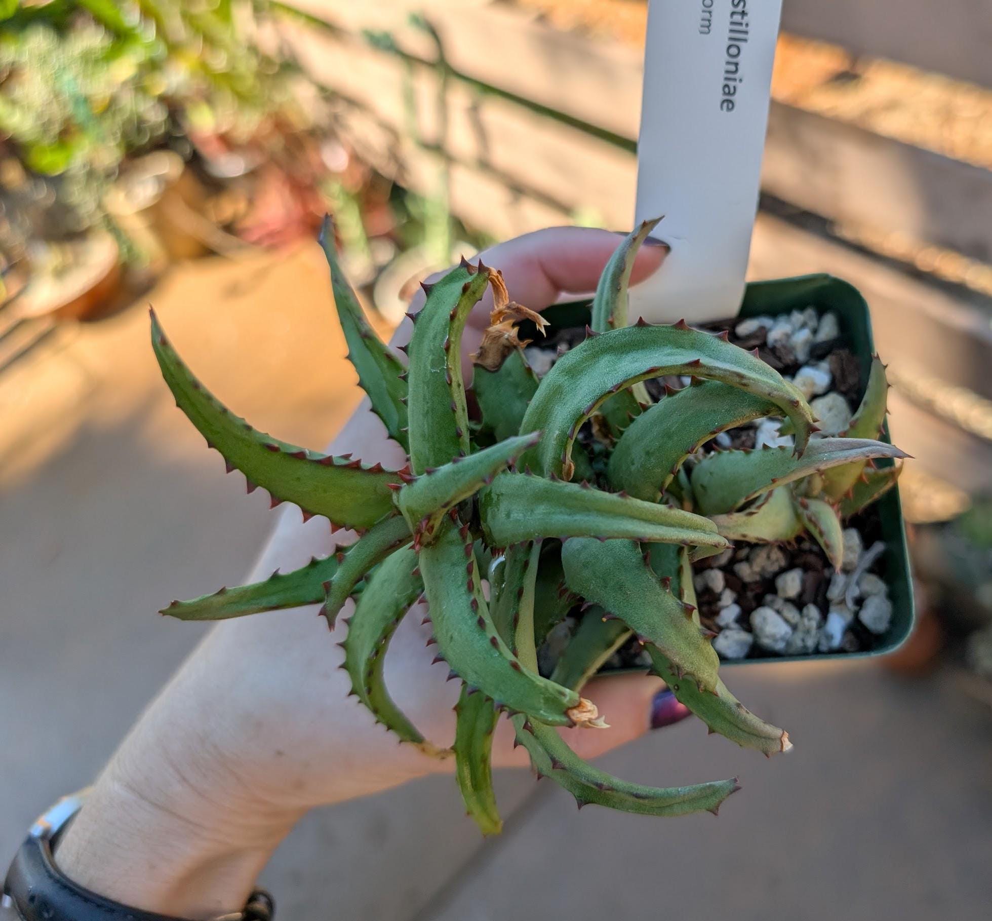 Aloe Pearsonii - Etsy