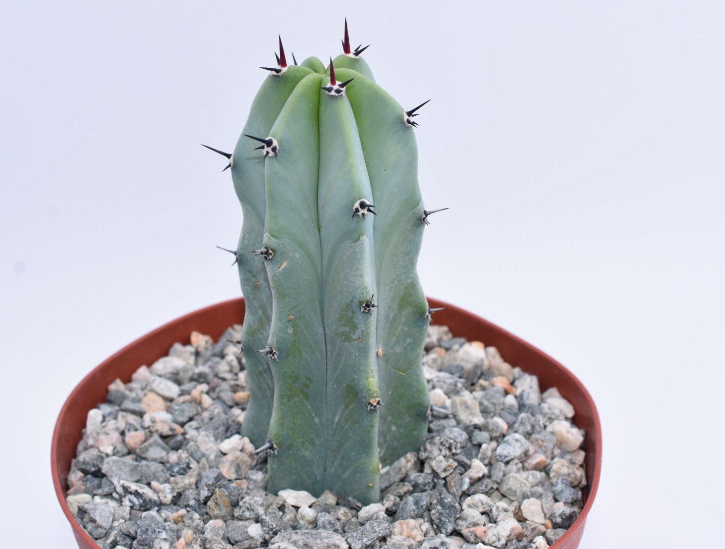 Blue Candle Cactus 2 SIZES Myrtillocactus geometrizans | Etsy