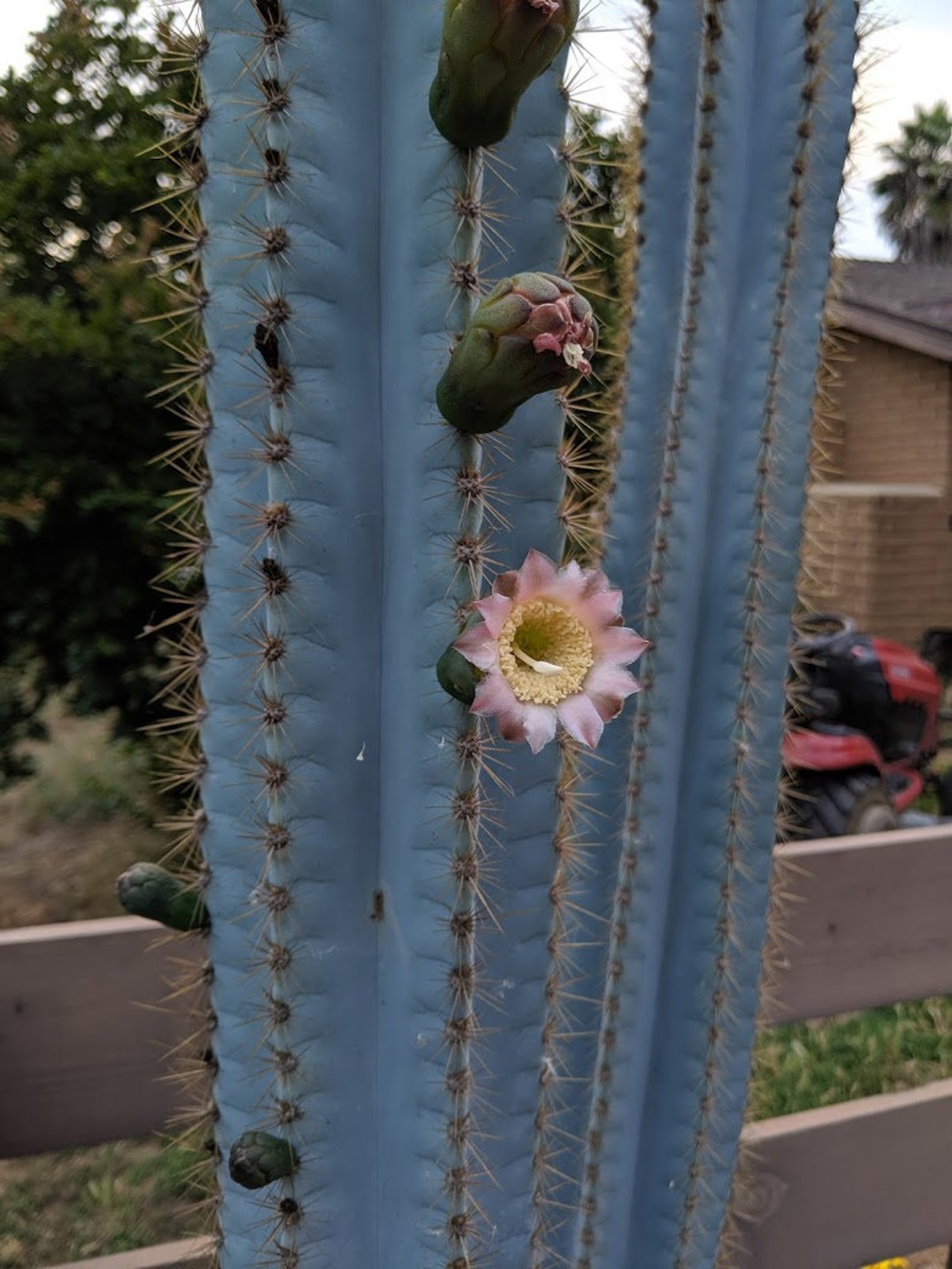 Blue Torch Cactus Pilosocereus azureus SEEDS 20 count | Etsy