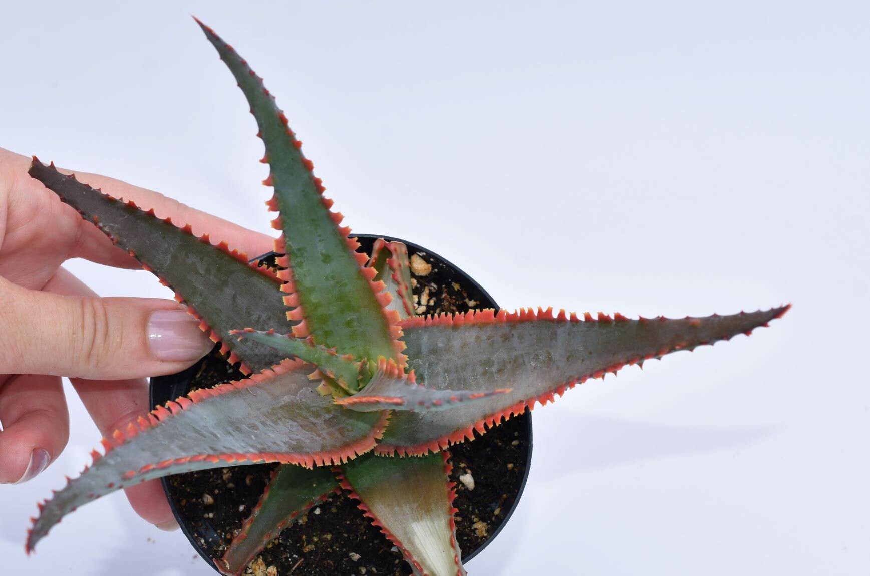 Aloe Swordfish Kelly Griffin Hybrid Growing in Etsy