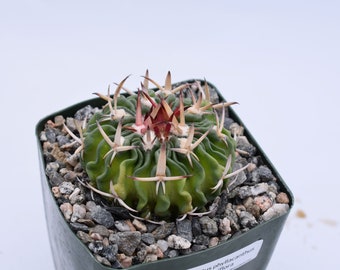Stenocactus phyllacanthus v. violaciflora - Purple Flowering Brain Cactus