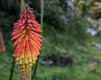 Red Hot Poker Flower Seeds (Kniphofia Caulescens) 50+Seeds