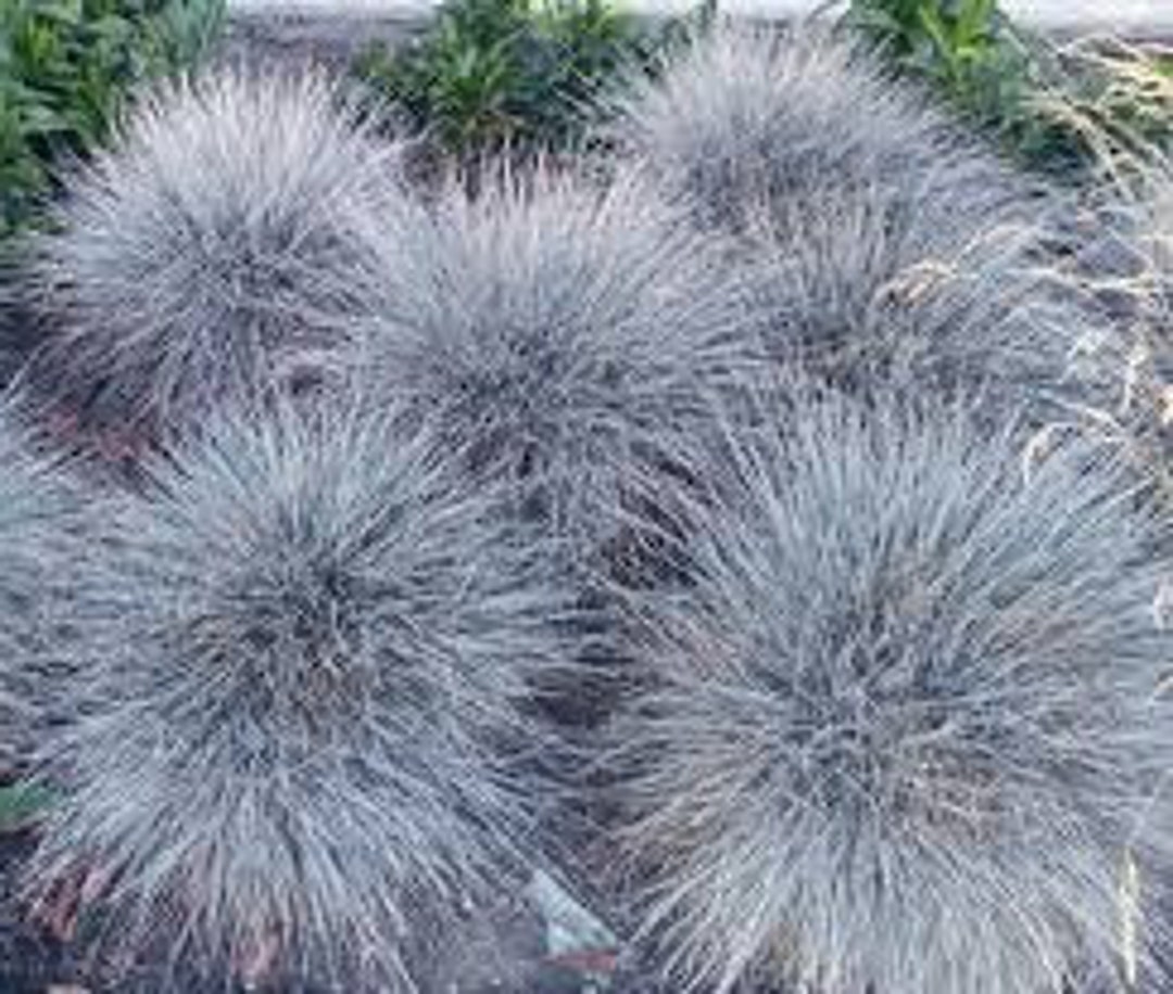 Blue Fescue festuca Cinerea Glauca Varna 100 Etsy