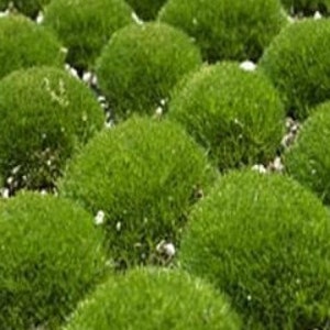 200Irish Moss Ground Cover Seeds Sagina Subulata image 3