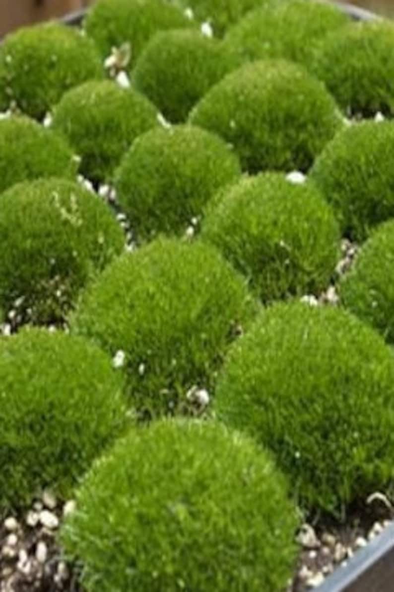 200Irish Moss Ground Cover Seeds Sagina Subulata image 3
