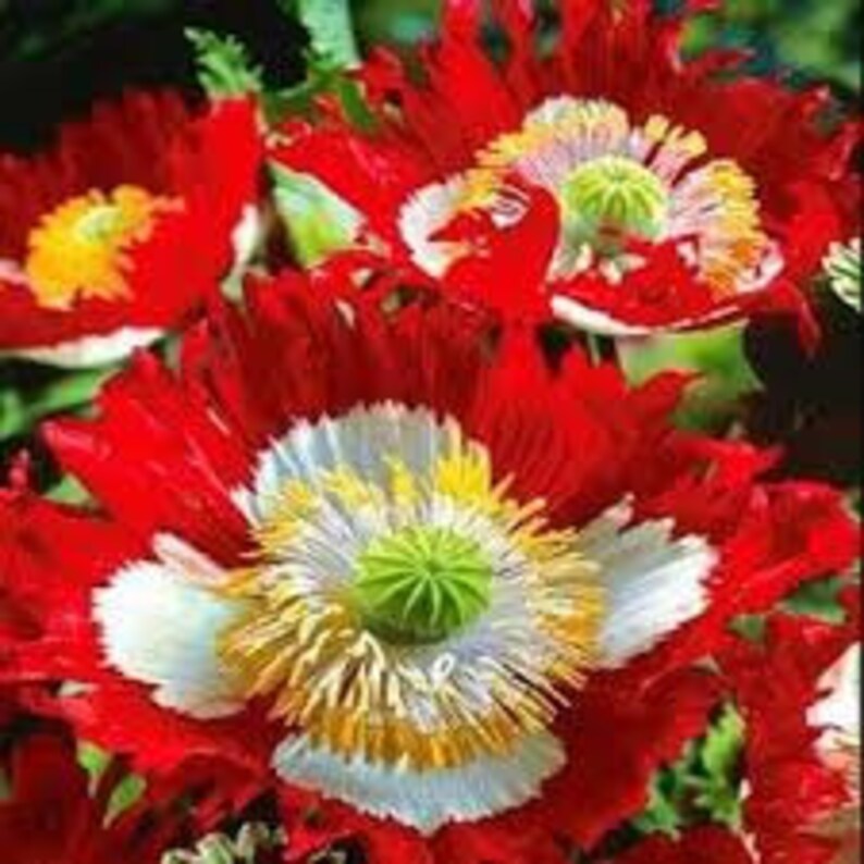 Poppy Danish Flag Papaver Somniferum Danish Flag 200 Seeds image 3