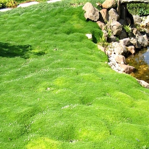 200Irish Moss Ground Cover Seeds Sagina Subulata afbeelding 1