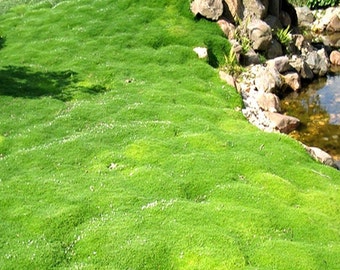 200+Irish Moss Ground Cover Seeds (Sagina Subulata)