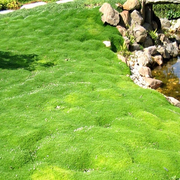 200+Irish Moss Ground Cover Seeds (Sagina Subulata)