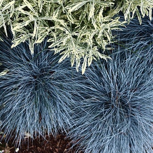 blue-fescue-festuca-cinerea-glauca-varna-100-etsy