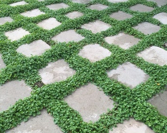 Dichondra repens Ground Cover 8g seeds