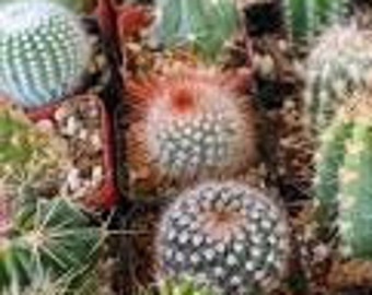 Cactus Seed Mix 50+seeds
