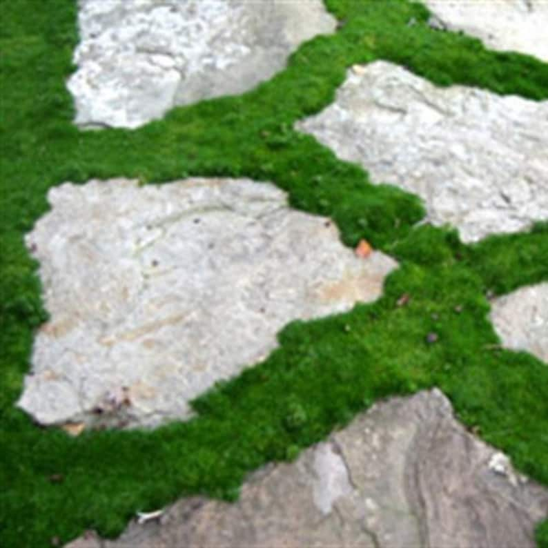 200Irish Moss Ground Cover Seeds Sagina Subulata afbeelding 2