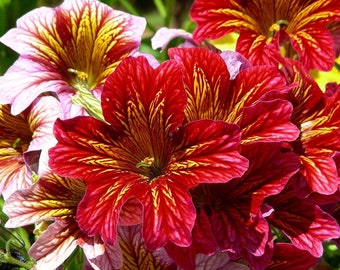 Painted Tongue Velvet Dolly Mix Flower Seeds (Salpiglossis Sinuata) 50+Seeds
