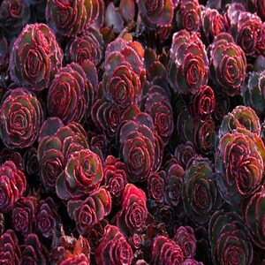 Sedum Dragons Blood Succulent Seeds Spurium Coccineum Etsy