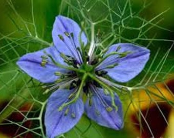 Cumin Black Herb Seeds (Nigella Sativa) 50+Seeds