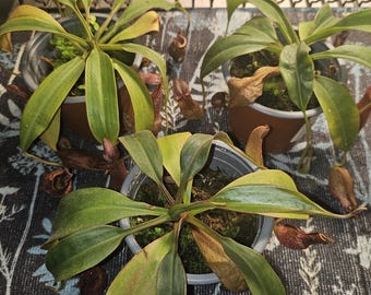 3 PLANTAS - Nepenthes alata - Planta carnívora – Planta jarro - Trepadeira da selva tropical