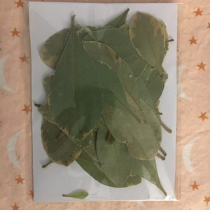 Hand Pressed Leaves