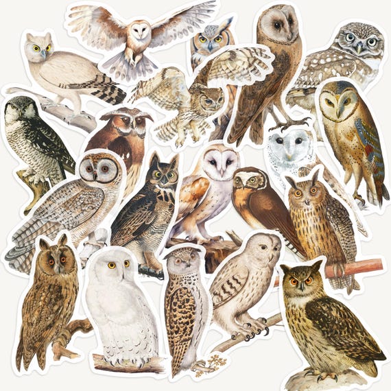 Vintage Owl Sticker Pack, Woodland Bird Ephemera for Scrapbooking, Journaling, Collage