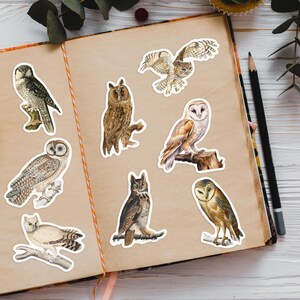 Puede incluir: Un conjunto de diez pegatinas de b&uacute;hos que representan diferentes especies de b&uacute;hos en varias poses. Las pegatinas est&aacute;n impresas en papel blanco con un acabado brillante. Los b&uacute;hos se representan en un estilo realista con plumas y marcas detalladas.