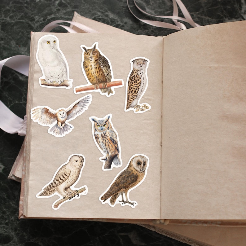 Puede incluir: Un conjunto de ocho pegatinas de b&uacute;hos que representan diferentes especies de b&uacute;hos en varias poses. Las pegatinas est&aacute;n impresas en papel blanco y tienen un acabado brillante.
