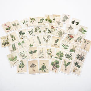 Vintage Botanical Stamp Stickers, Floral Leaf Stickers for Junk Journal, Scrapbooking, Collage