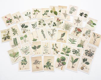 Vintage Botanical Stamp Stickers, Floral Leaf Stickers for Junk Journal, Scrapbooking, Collage