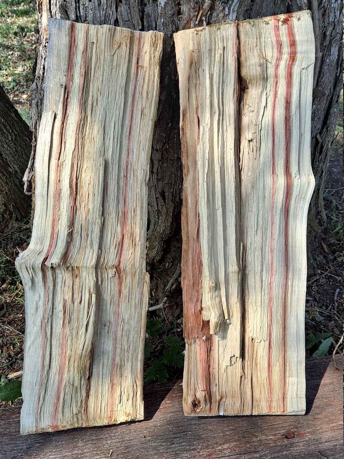 Flamed Box Elder Wood 5 Pieces RedStreaked Candied Livecut Etsy