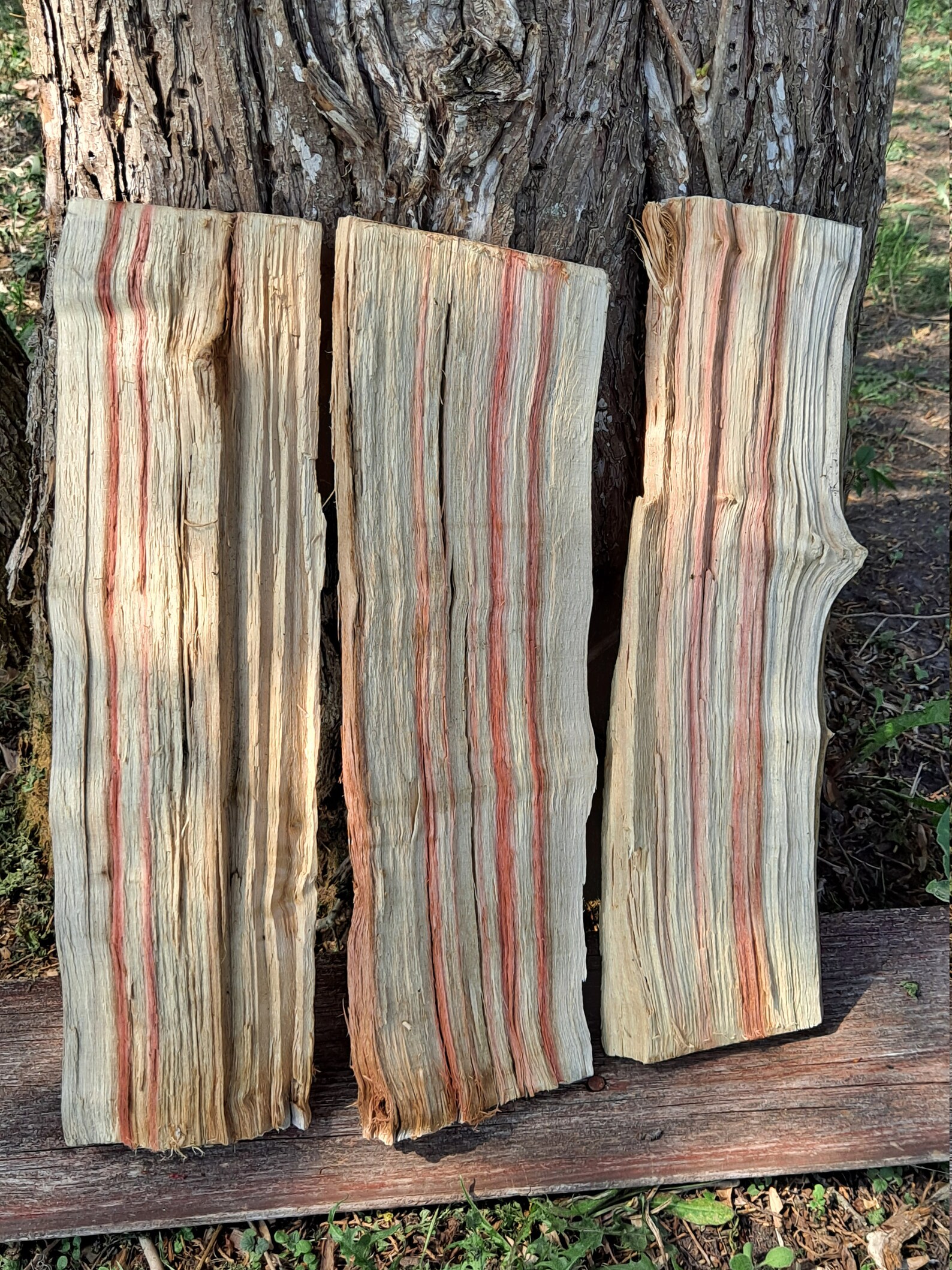 Flamed Box Elder Wood 5 Pieces RedStreaked Candied Livecut Etsy