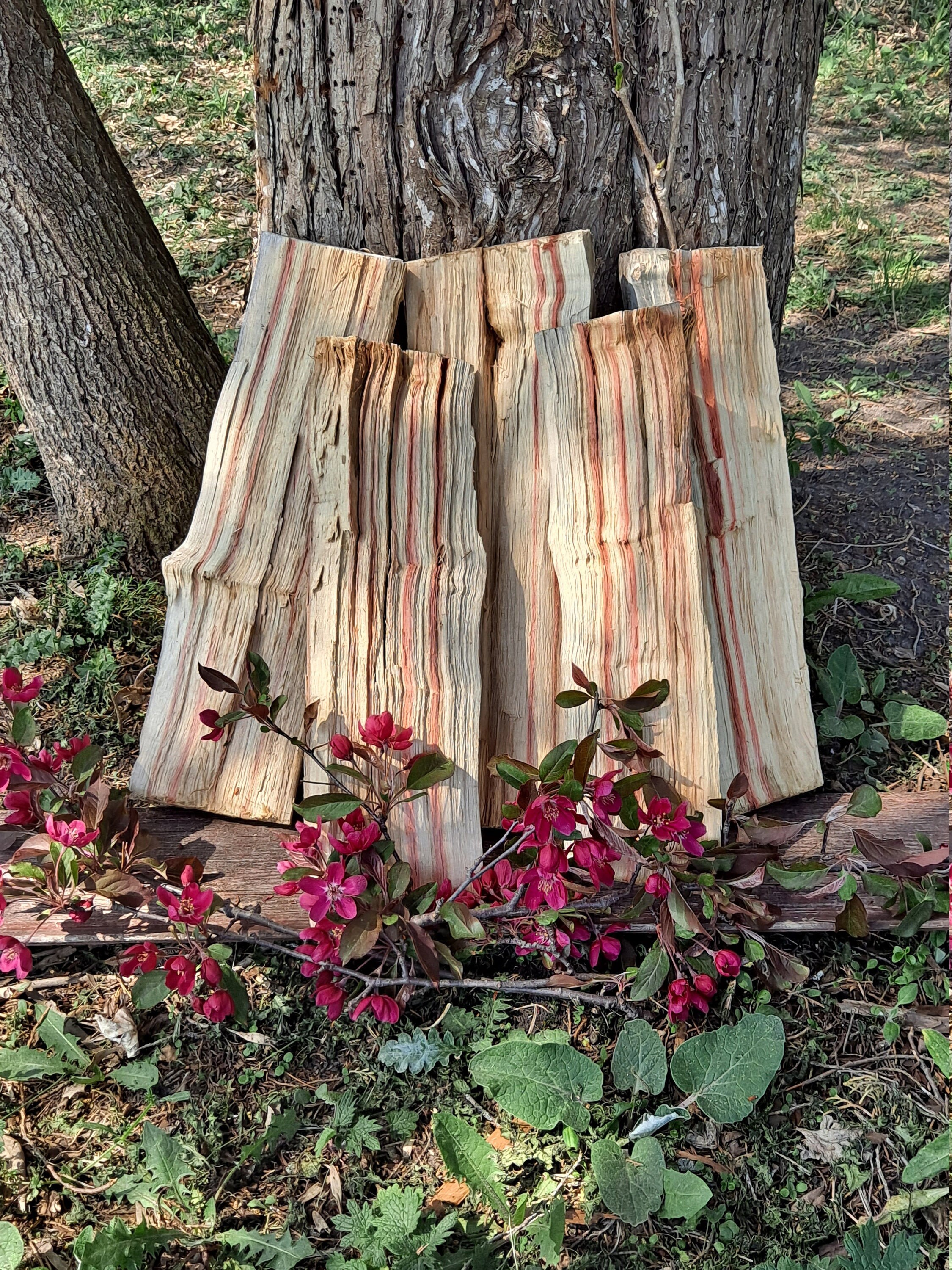 Flamed Box Elder Wood 5 Pieces RedStreaked Candied Livecut Etsy