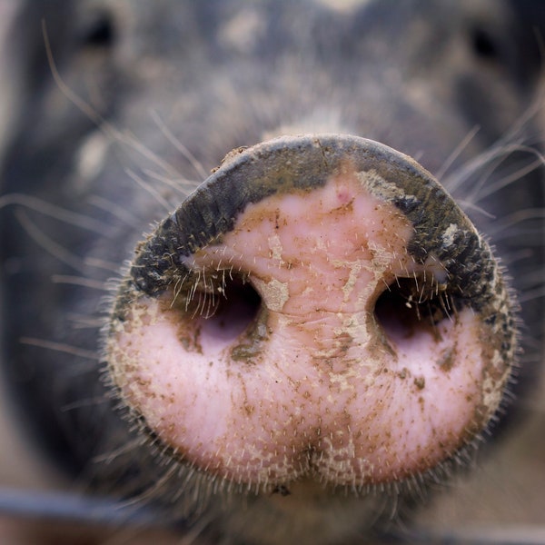 Pig Snout - High Quality Original Photograph