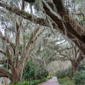 Spanish Moss Tree - High Quality Original Photograph
