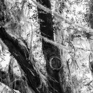 Árbol de musgo español en blanco y negro - Fotografía original de alta calidad
