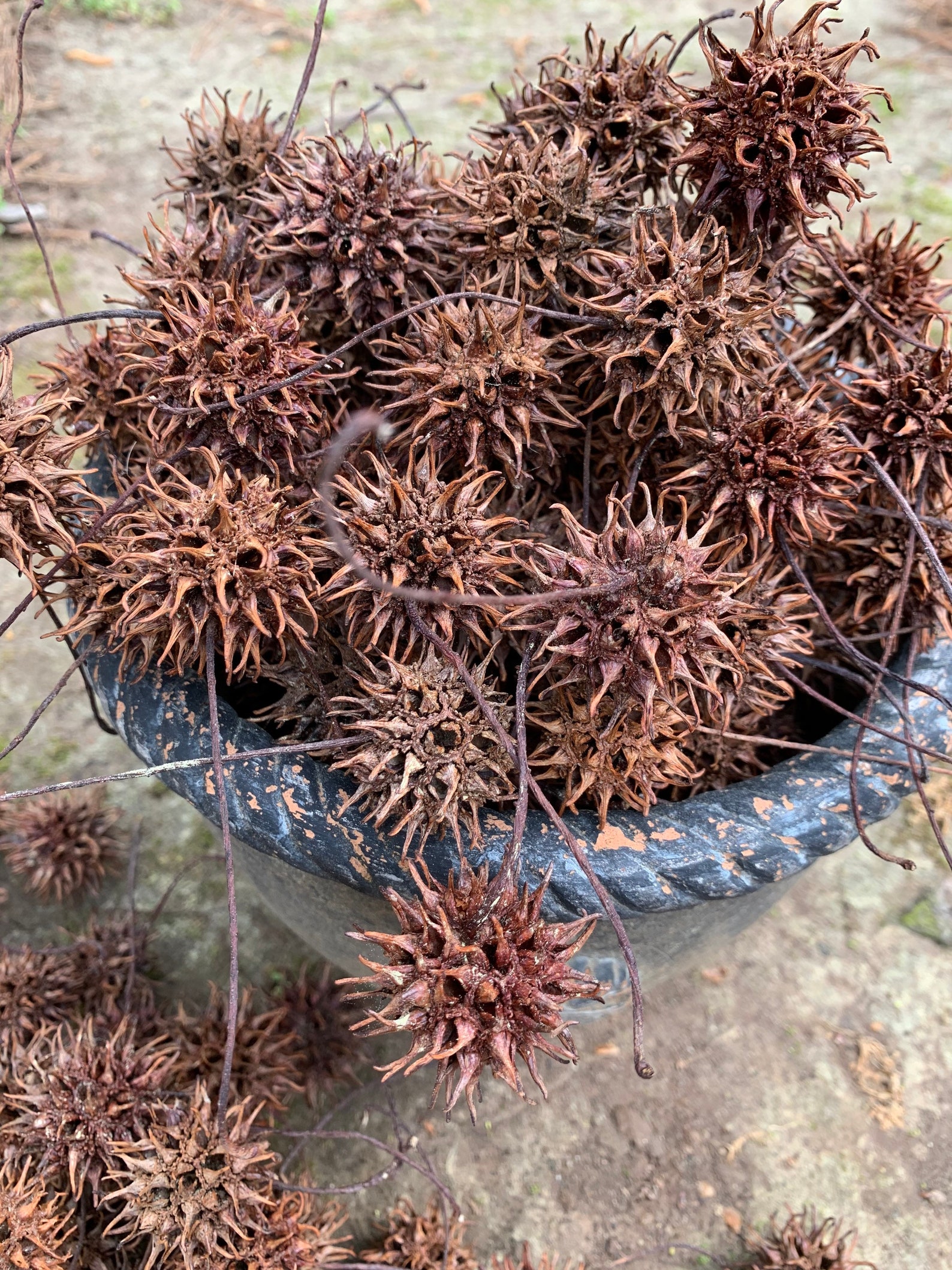 25 Sweet Gum Balls Sweetgum Balls Sweet Gum Seed Pods Etsy