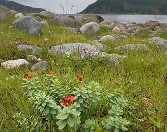 Icelandic Rhodiola Rosea - Wild harvested Golden Arctic Root - Shredded Roseroot in High Quality