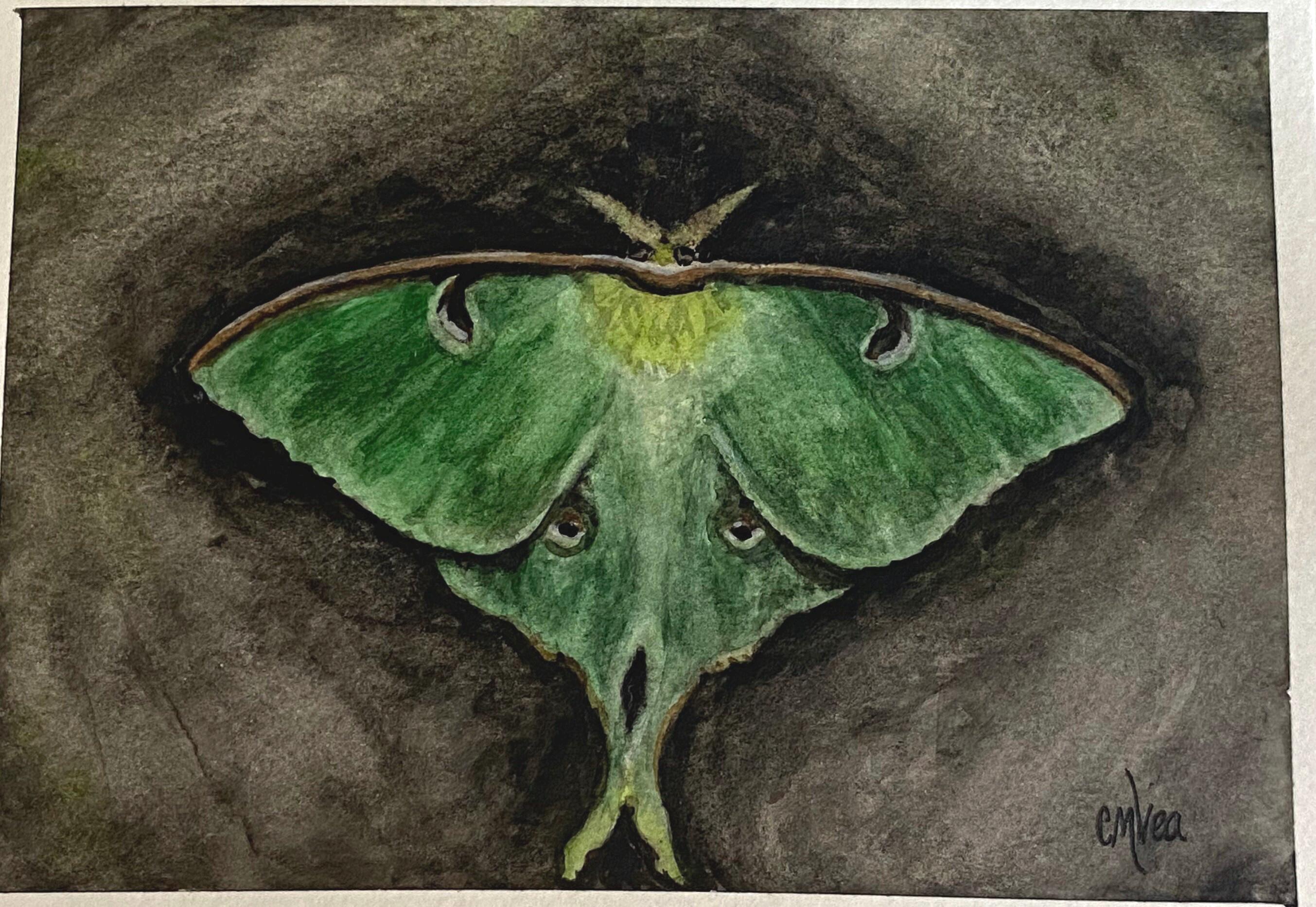 Dark Luna Moth Watercolor Painting: Moody Insect Art (5x7 Inches) - Etsy