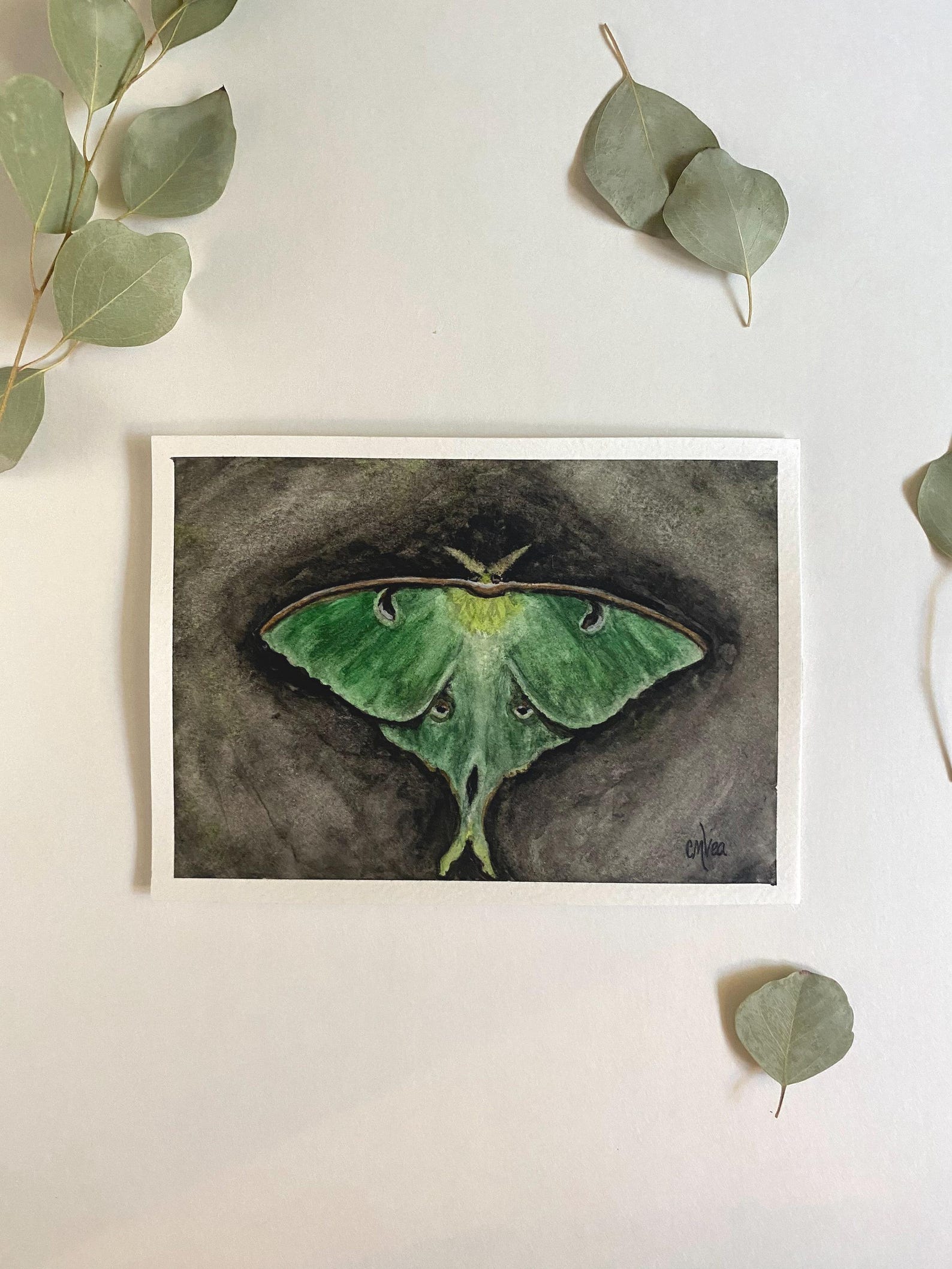 Dark Luna Moth Watercolor Painting: Moody Insect Art (5x7 Inches) - Etsy