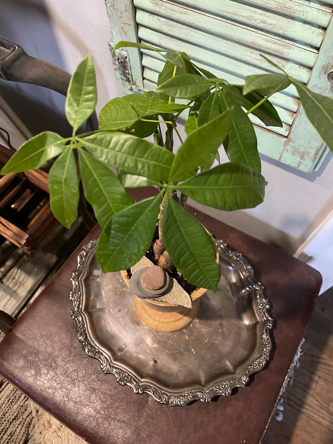 Unique Wooden Bonsai Money Tree With Rock Cairn Air Plant Etsy