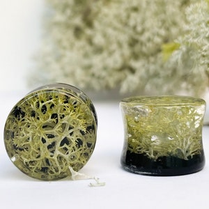 Natural Moss plugs , Black gauge, Nature tunnels, Real Plant transparent ear plugs, Ear tunnels, BIO base Gauges, Gift for all, Dark tunnels