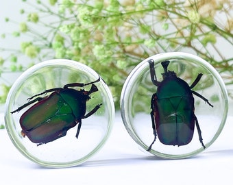 Real Insect Plugs: Handmade Eco Resin Bug Gauges (1 3/8" - 2")