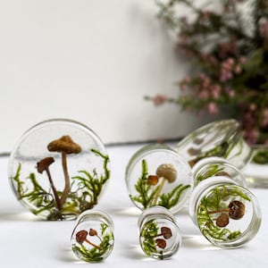 Natural moss mushroom gauges, real plug, mushroom plug, Real mushroom plugs, mushroom tunnels image 8