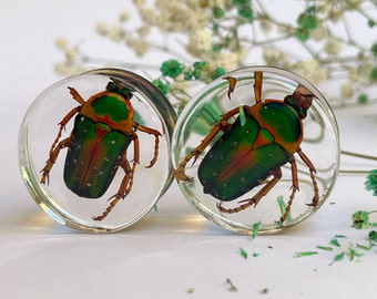 REAL Green shiny flower beetles gauge, Real bug gauges, insect gauges, big gauges size 1"- 2" unique bug tunnels,  insect plug, bug tunnel