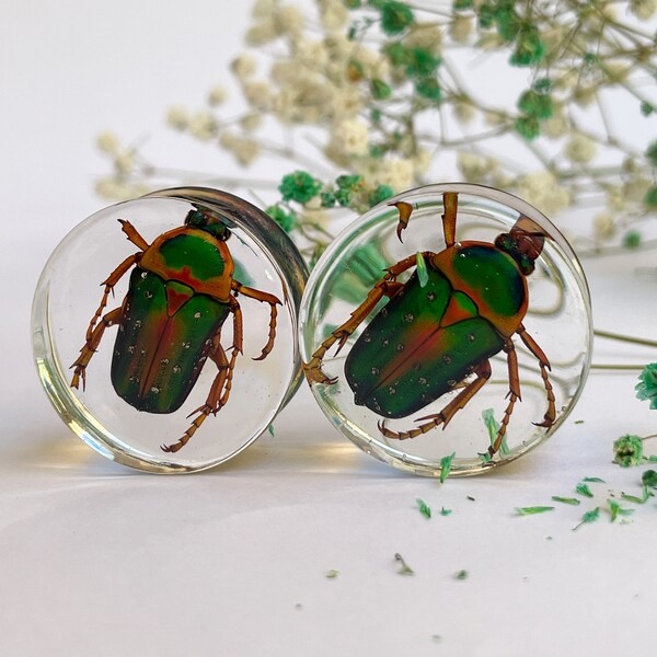 Real Bug Ear Gauges Etsy
