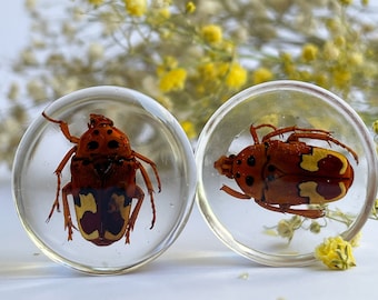 Real African flower beetles gauge, Real bug gauges, insect gauges, big gauges size 1"- 2", unique bug tunnels, Interesting insect gauges