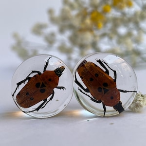 REAL small scarab beetles gauge,  insect tunnel, bug plugs, dried specimen,  interesting insect gauges, unique insect gauges, 9/16&quot; - 7/8&quot;